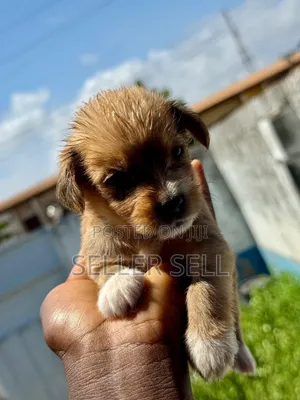 0-1 month Female Mixed Breed Poodle