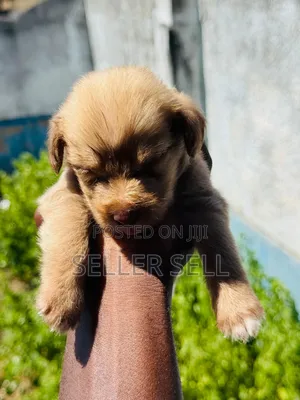 0-1 month Female Mixed Breed Poodle