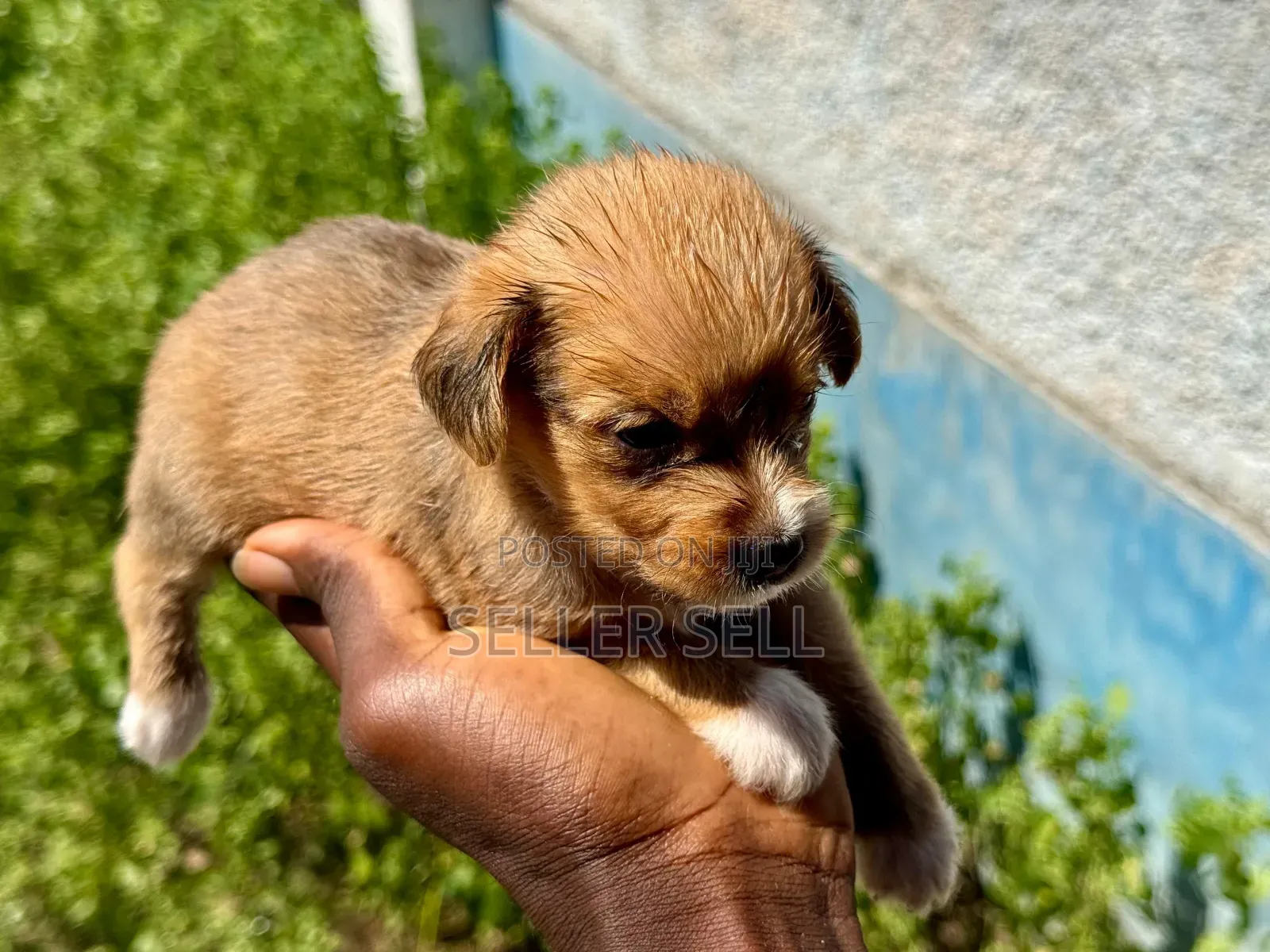 0-1 month Female Mixed Breed Poodle