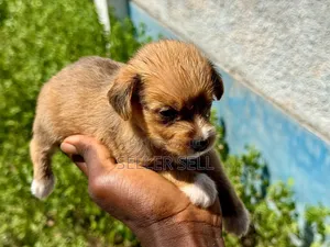 0-1 month Female Mixed Breed Poodle