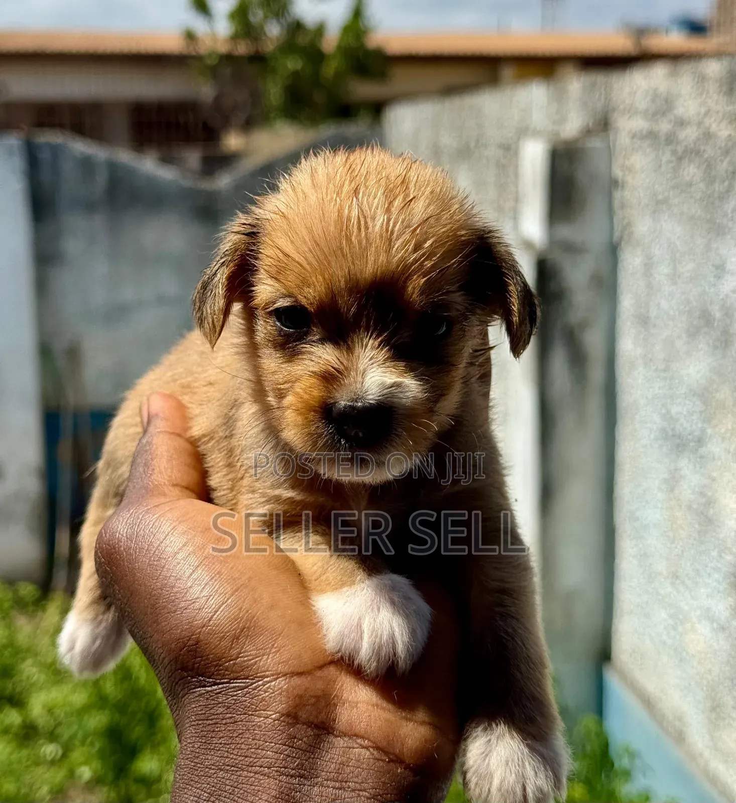 0-1 month Female Mixed Breed Poodle