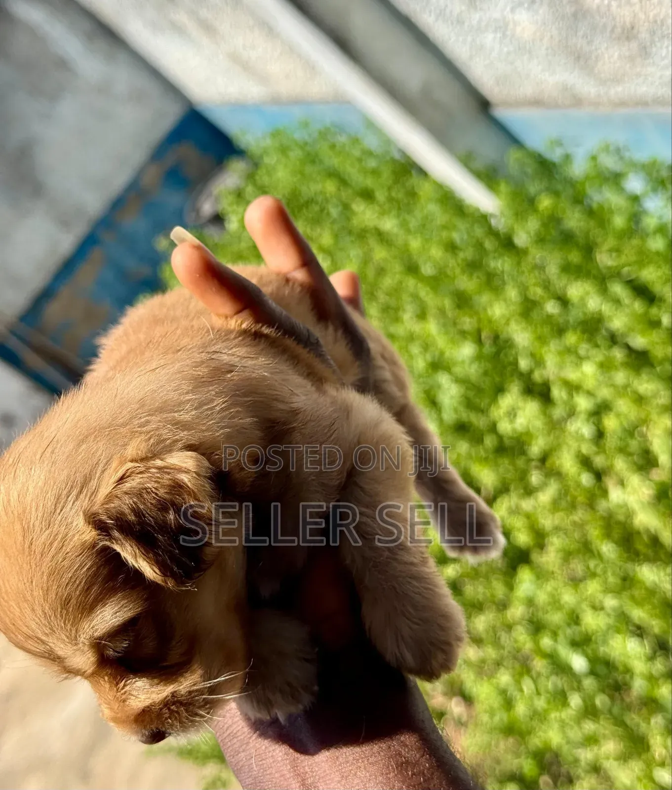 0-1 month Female Mixed Breed Poodle