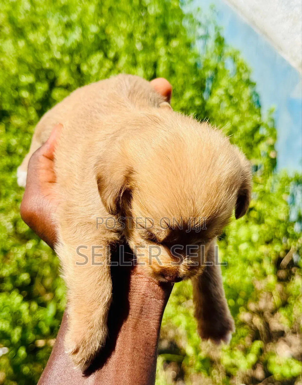 0-1 month Female Mixed Breed Poodle