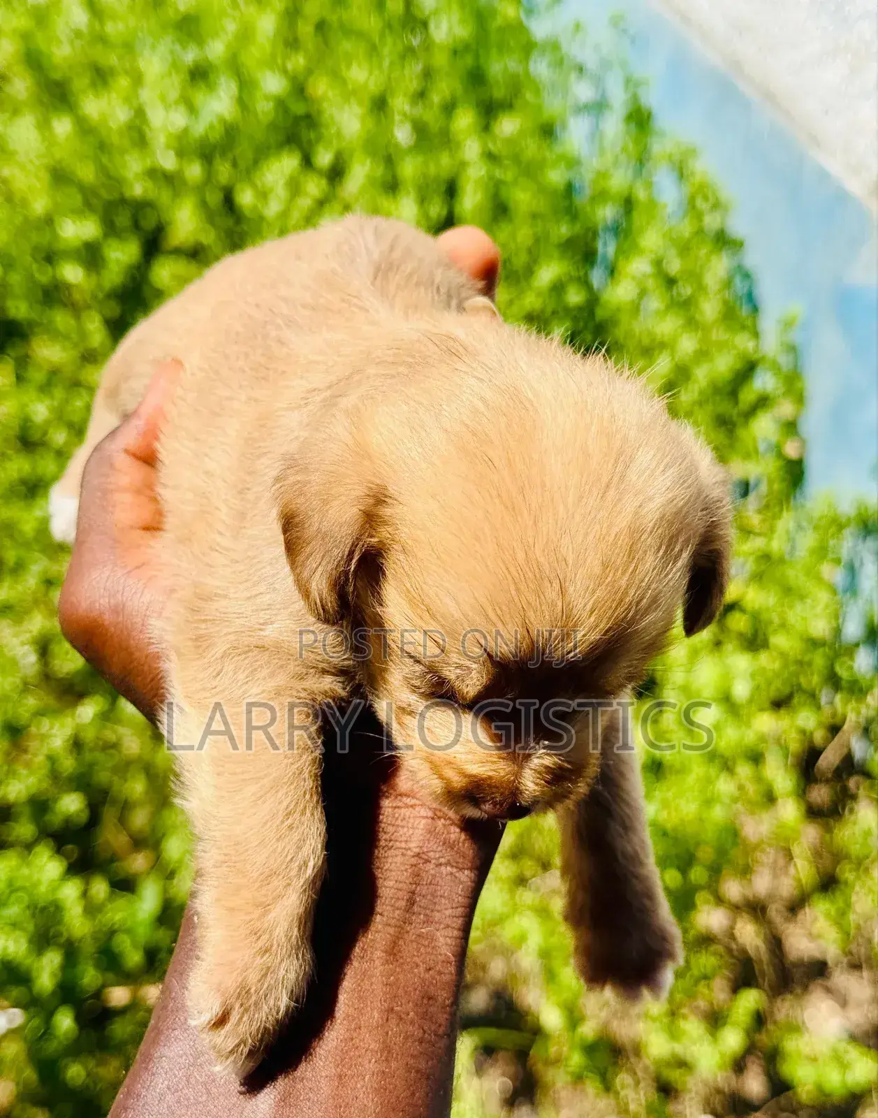 0-1 month Female Mixed Breed Poodle