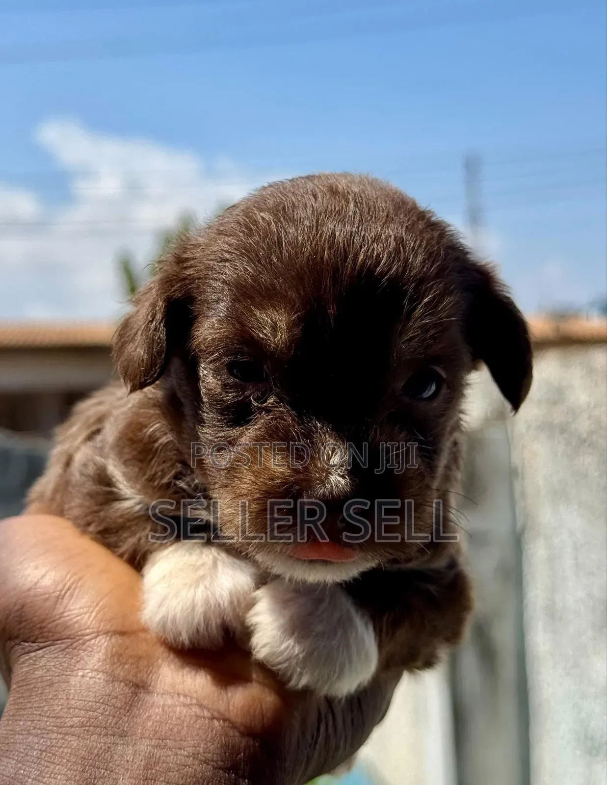 0-1 month Female Mixed Breed Poodle