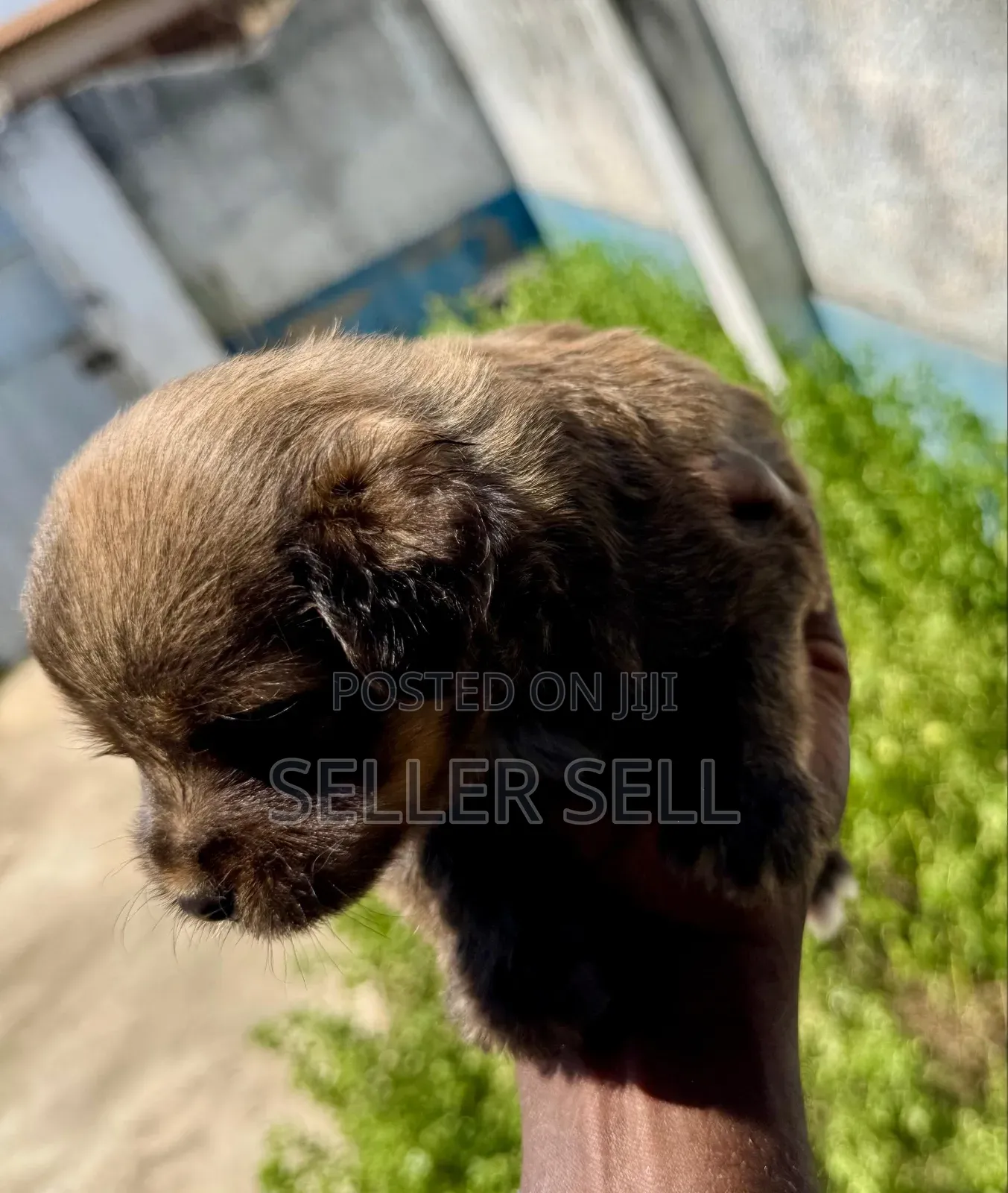 0-1 month Female Mixed Breed Poodle