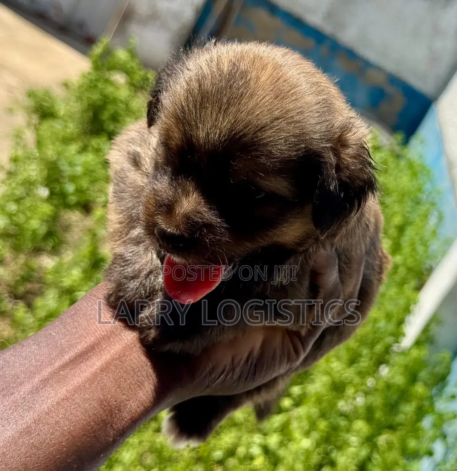 0-1 month Female Mixed Breed Poodle