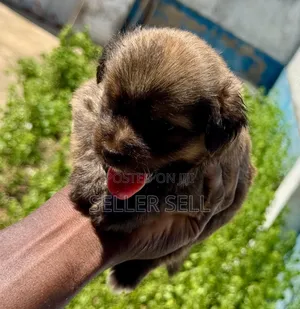 0-1 month Female Mixed Breed Poodle