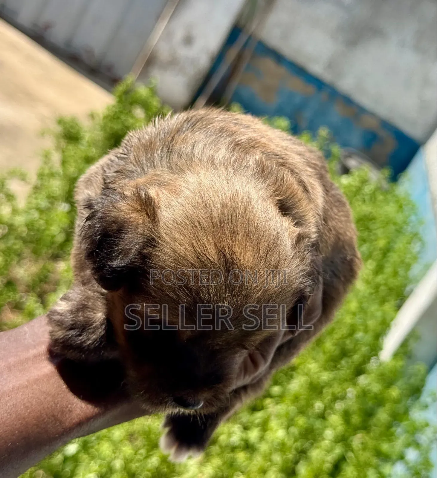0-1 month Female Mixed Breed Poodle