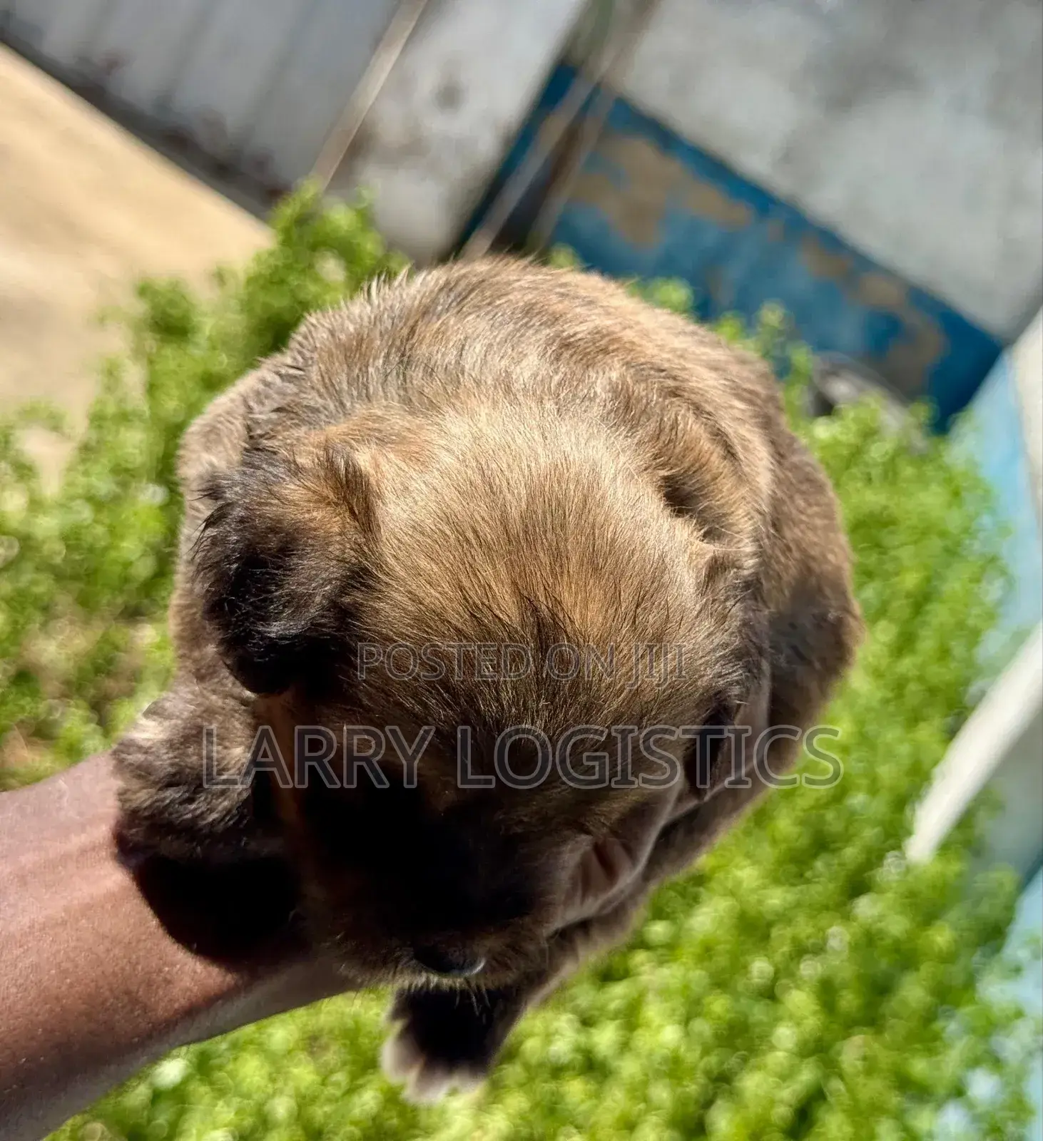 0-1 month Female Mixed Breed Poodle
