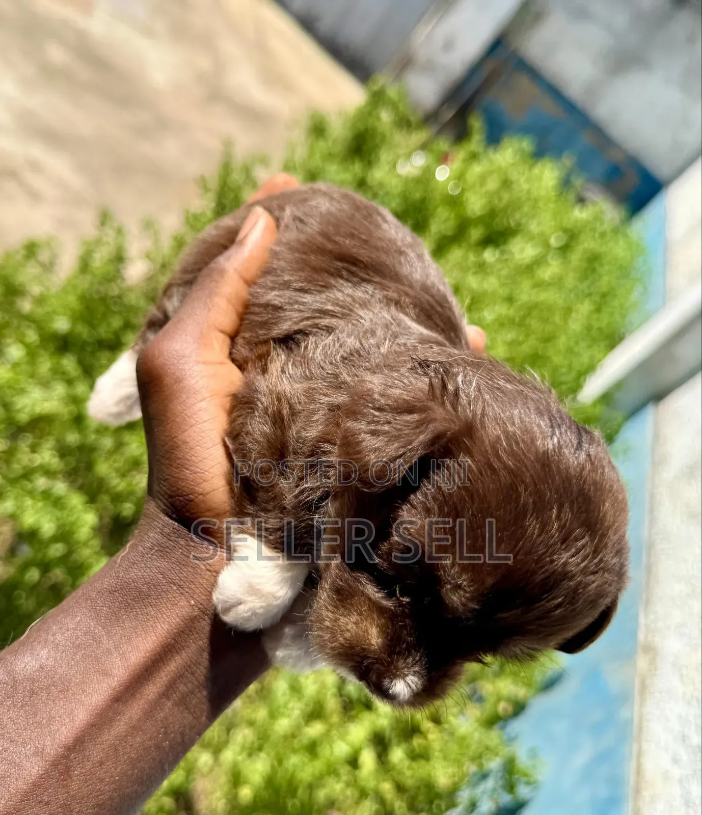 0-1 month Female Mixed Breed Poodle