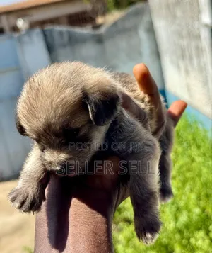 0-1 month Female Mixed Breed Poodle
