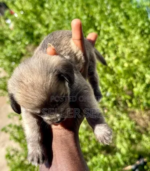 0-1 month Female Mixed Breed Poodle