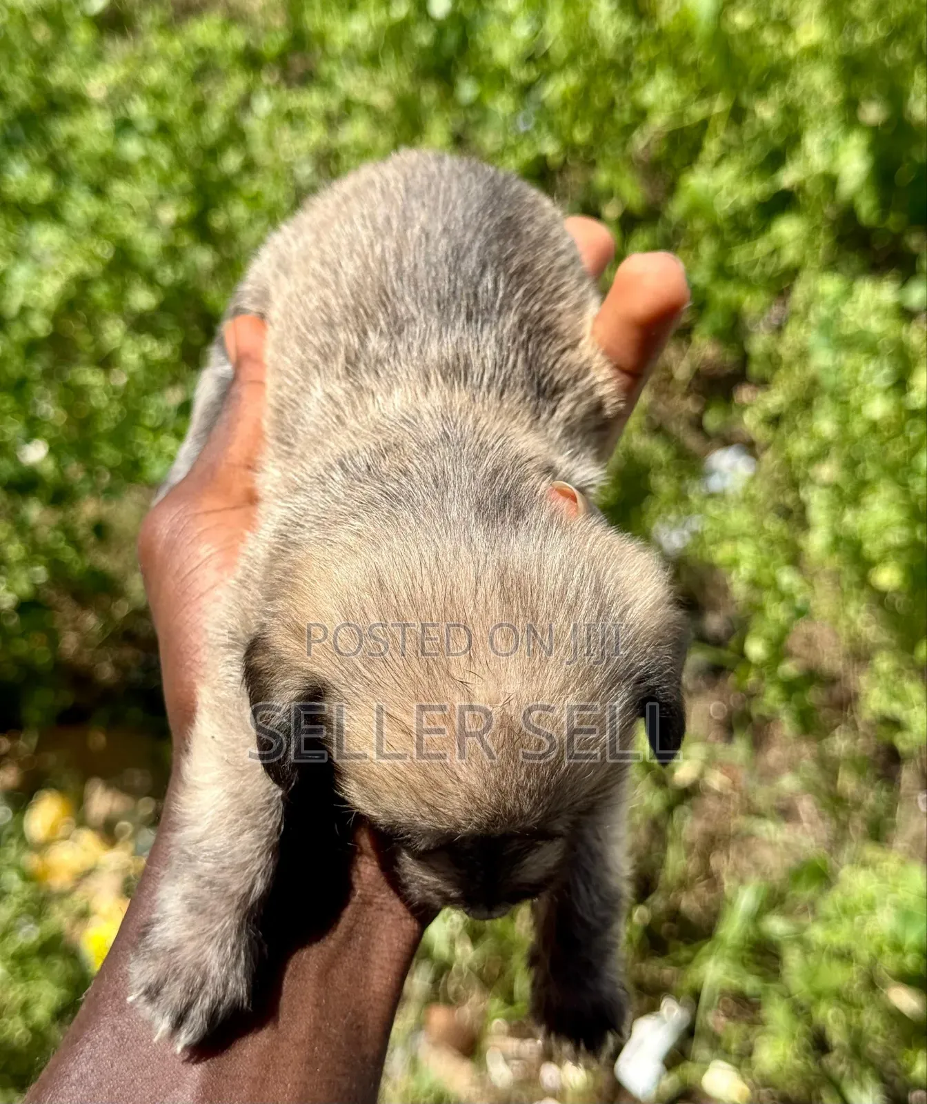0-1 month Female Mixed Breed Poodle