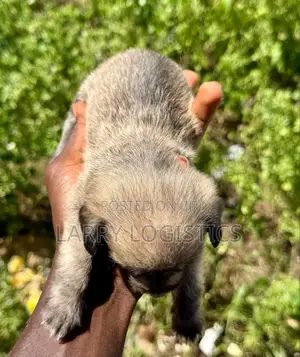 0-1 month Female Mixed Breed Poodle