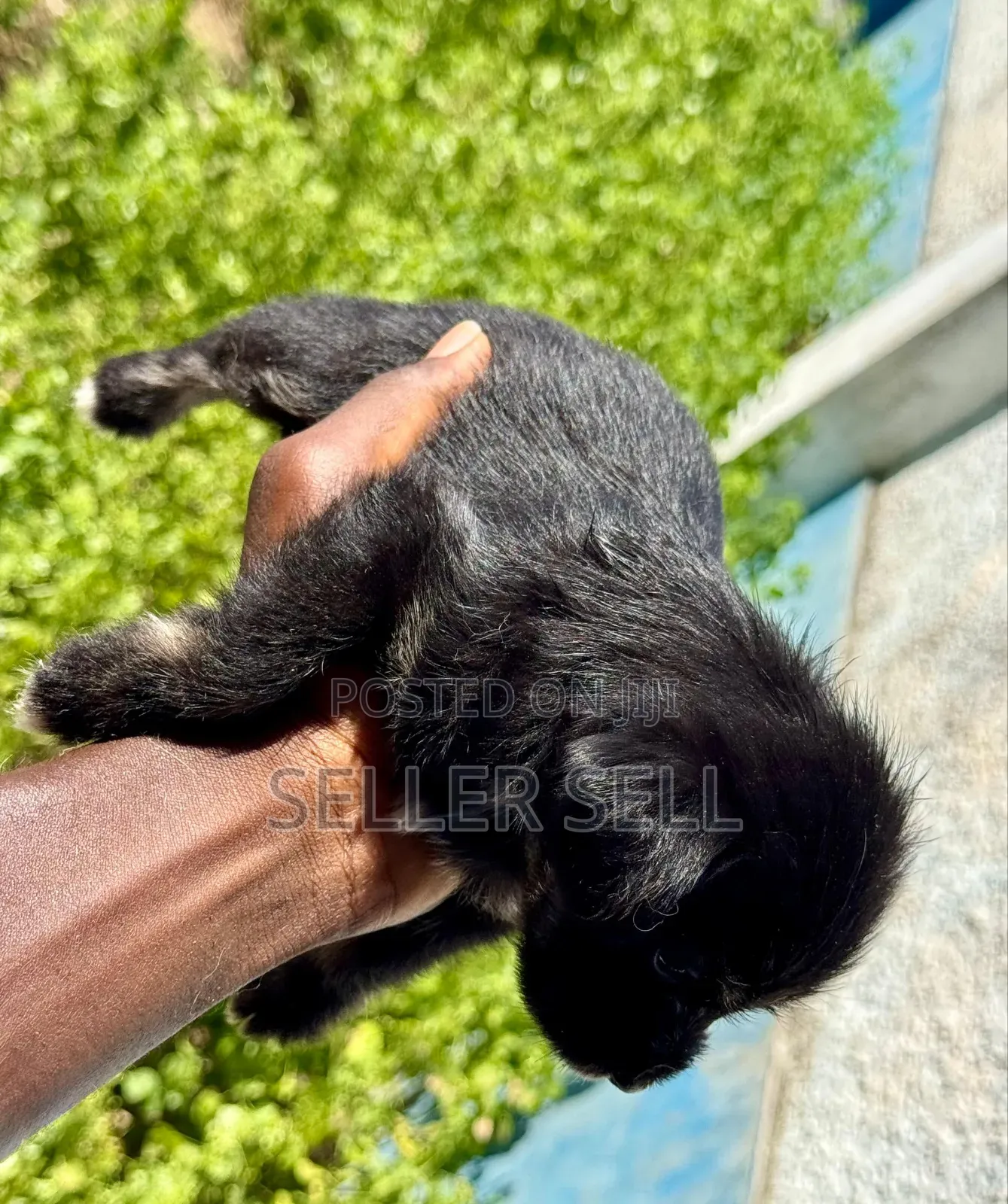 0-1 month Female Mixed Breed Poodle