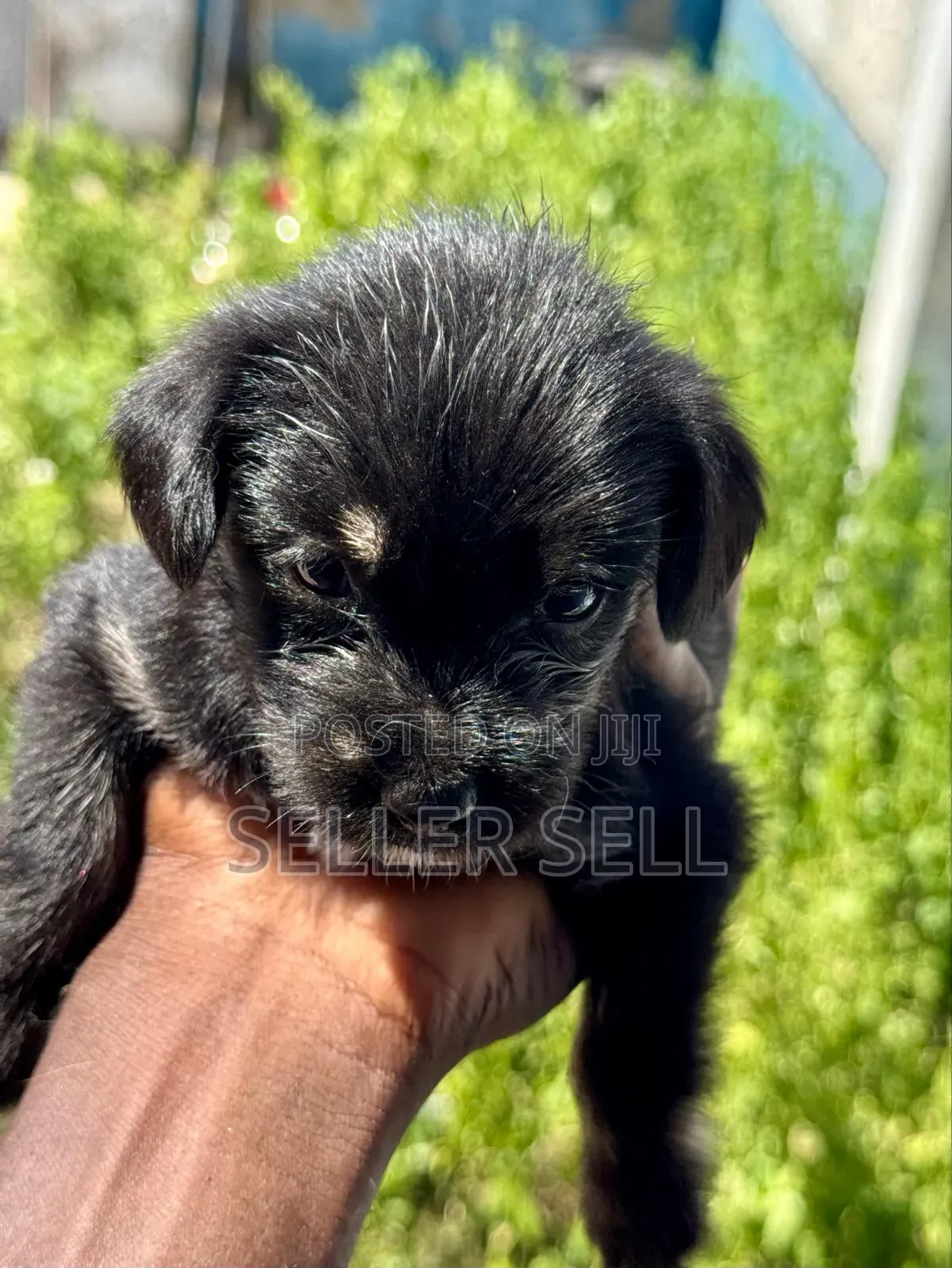 0-1 month Female Mixed Breed Poodle