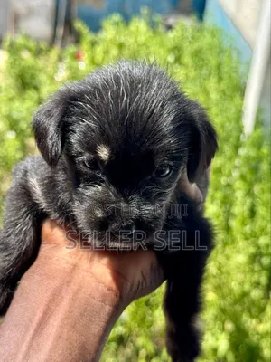 0-1 month Female Mixed Breed Poodle