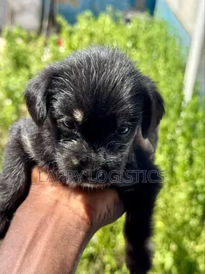 0-1 month Female Mixed Breed Poodle