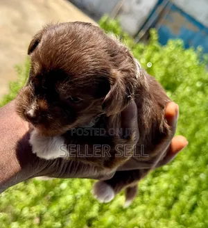 0-1 month Female Mixed Breed Poodle