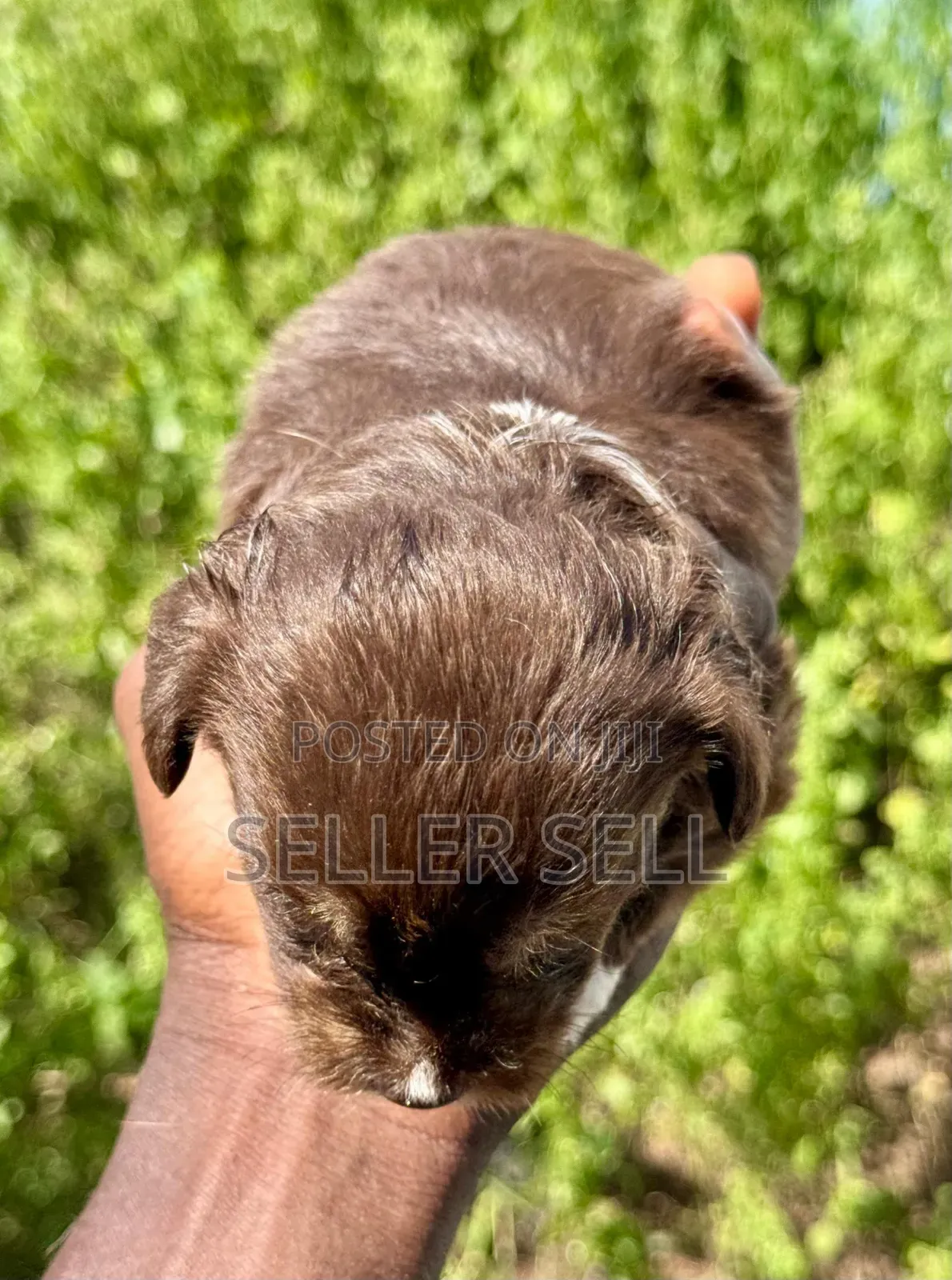 0-1 month Female Mixed Breed Poodle