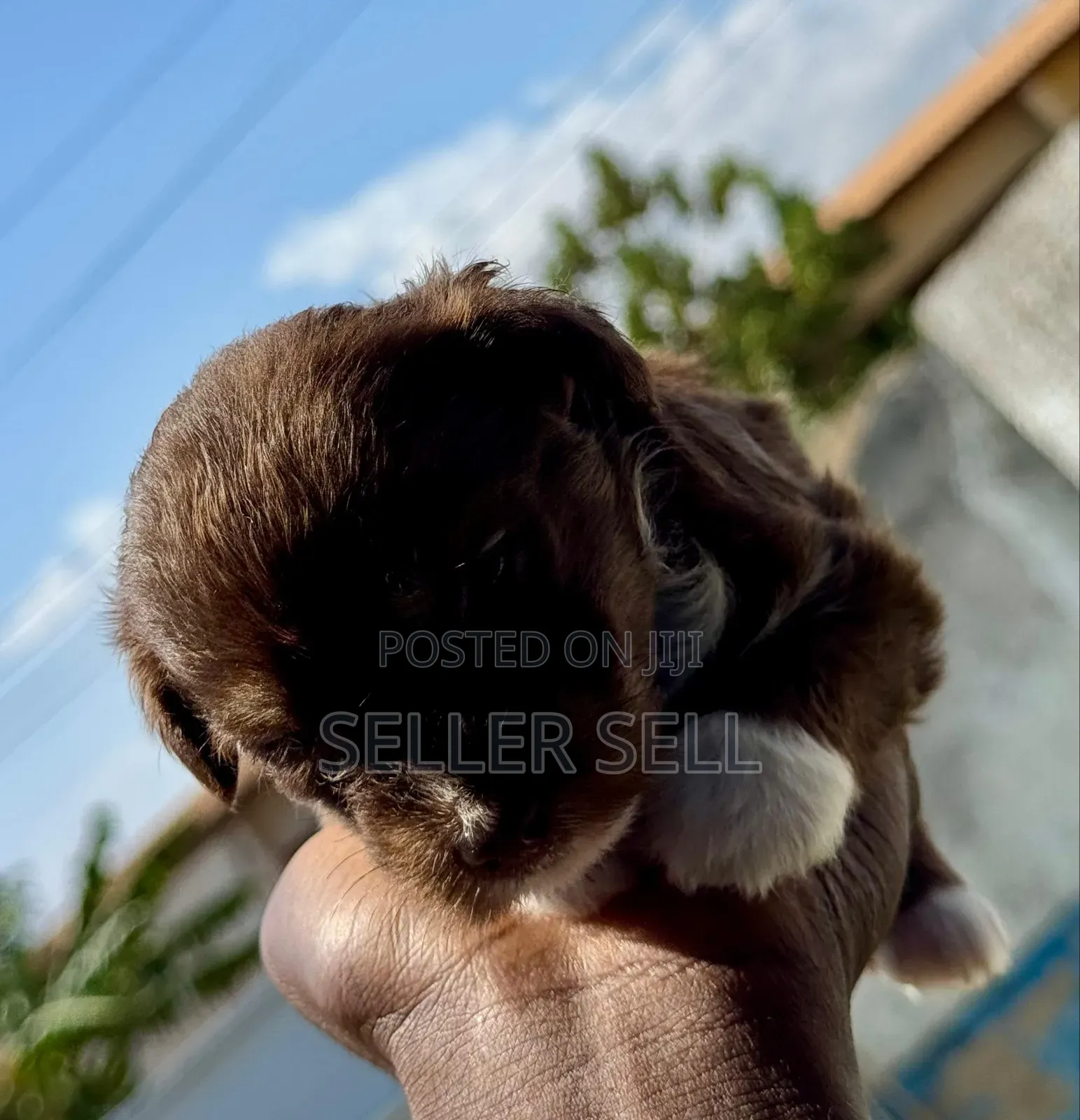 0-1 month Female Mixed Breed Poodle