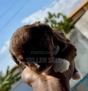 0-1 month Female Mixed Breed Poodle