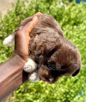 0-1 month Female Mixed Breed Poodle