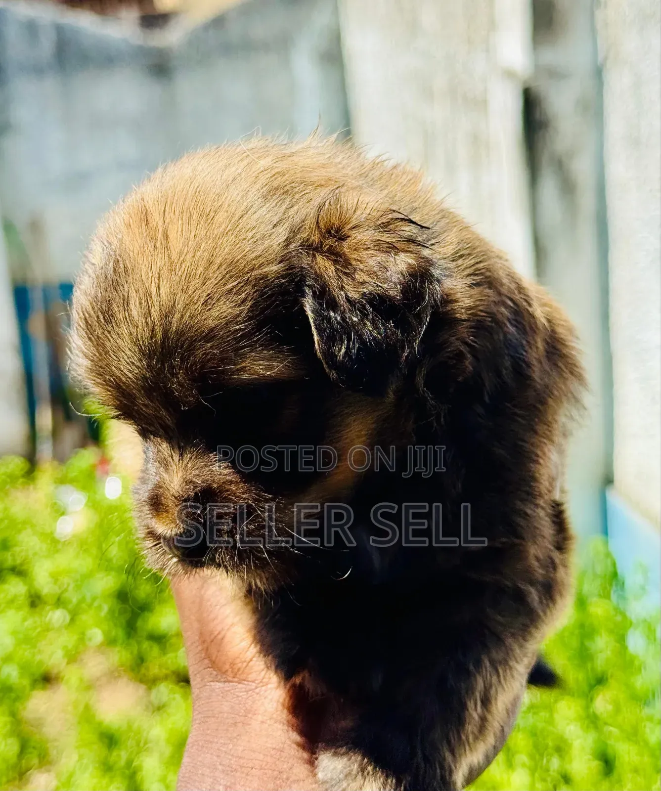 0-1 month Male Mixed Breed Poodle
