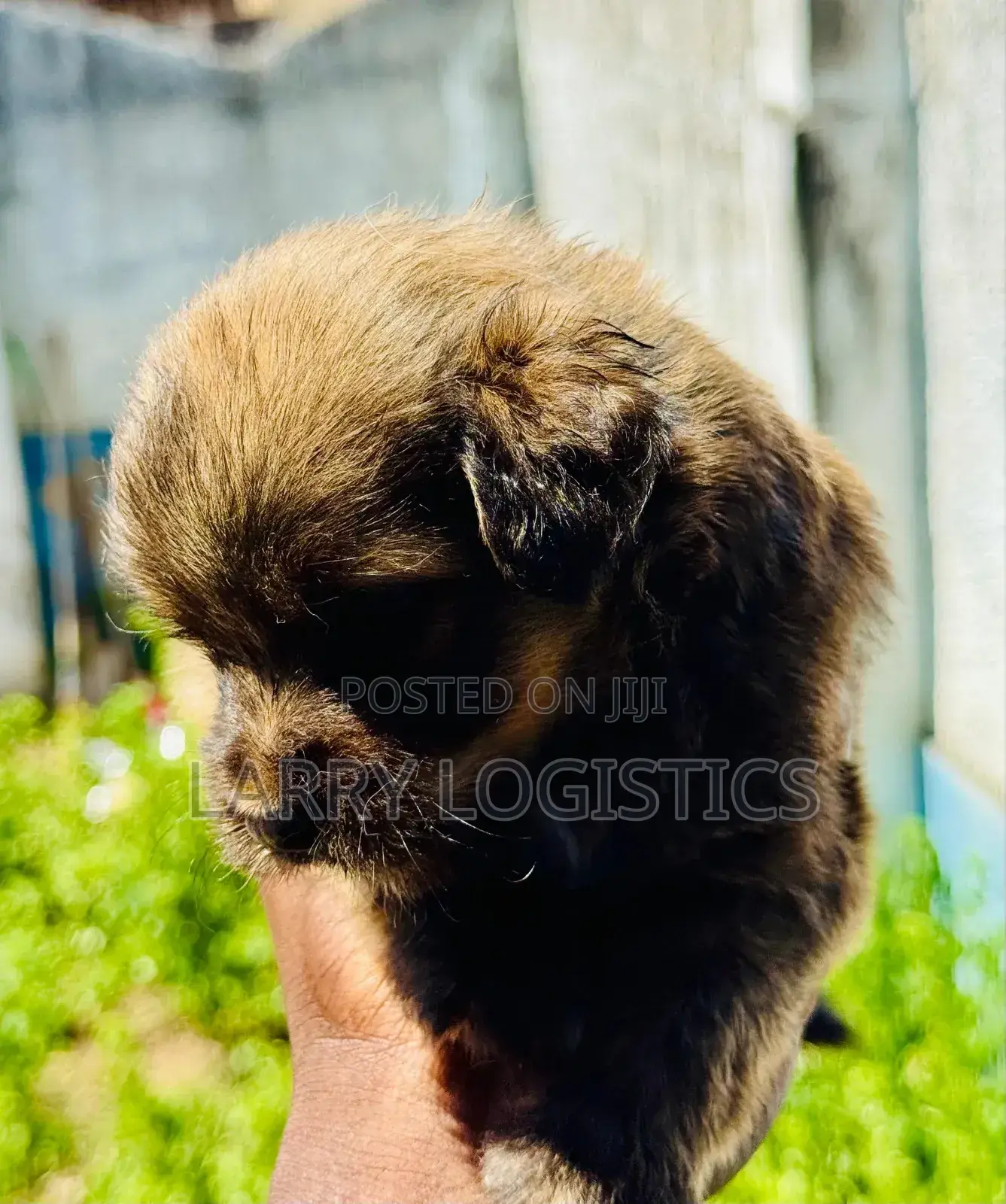 0-1 month Male Mixed Breed Poodle