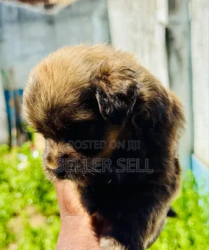 0-1 month Male Mixed Breed Poodle