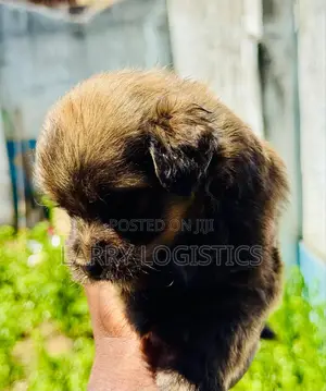 0-1 month Male Mixed Breed Poodle