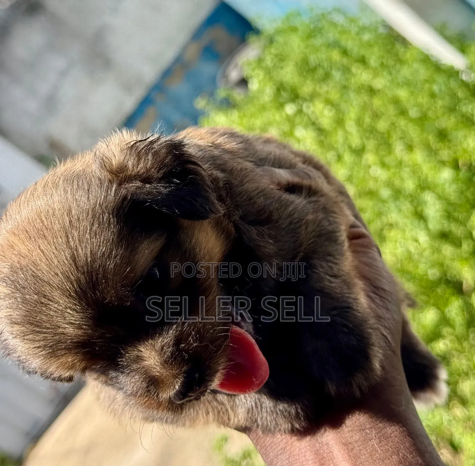 0-1 month Male Mixed Breed Poodle