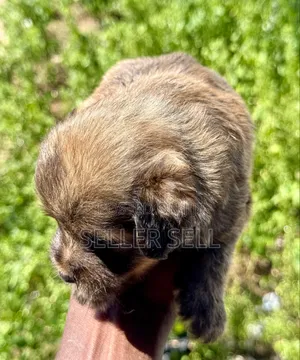 0-1 month Male Mixed Breed Poodle