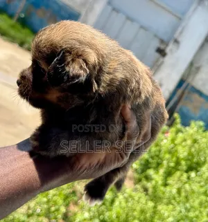 0-1 month Male Mixed Breed Poodle