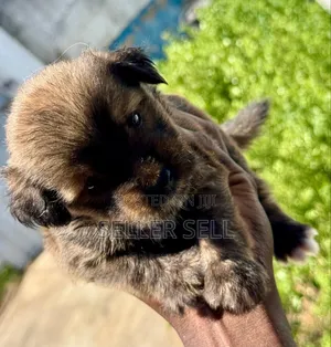 0-1 month Male Mixed Breed Poodle