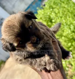 0-1 month Male Mixed Breed Poodle