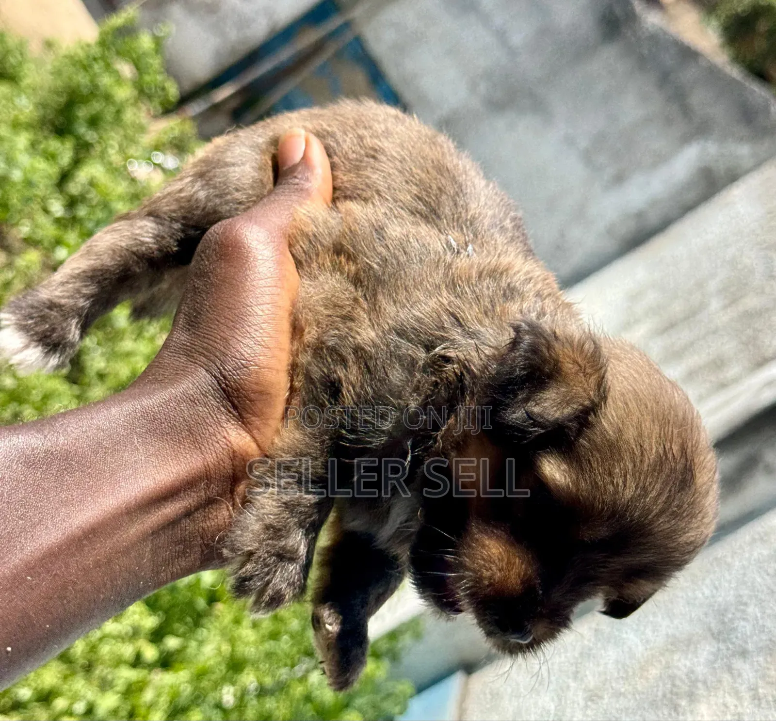 0-1 month Male Mixed Breed Poodle