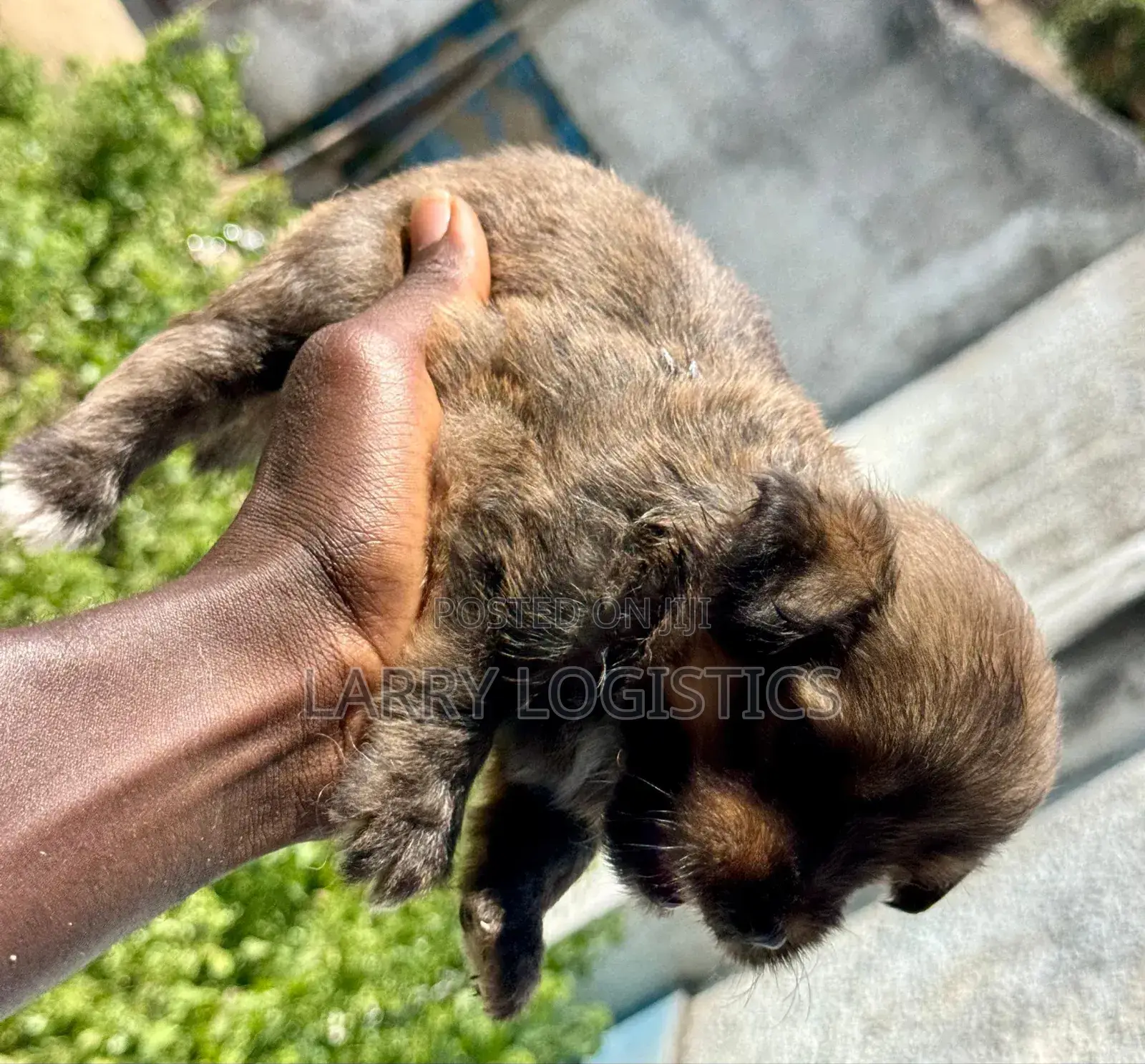 0-1 month Male Mixed Breed Poodle