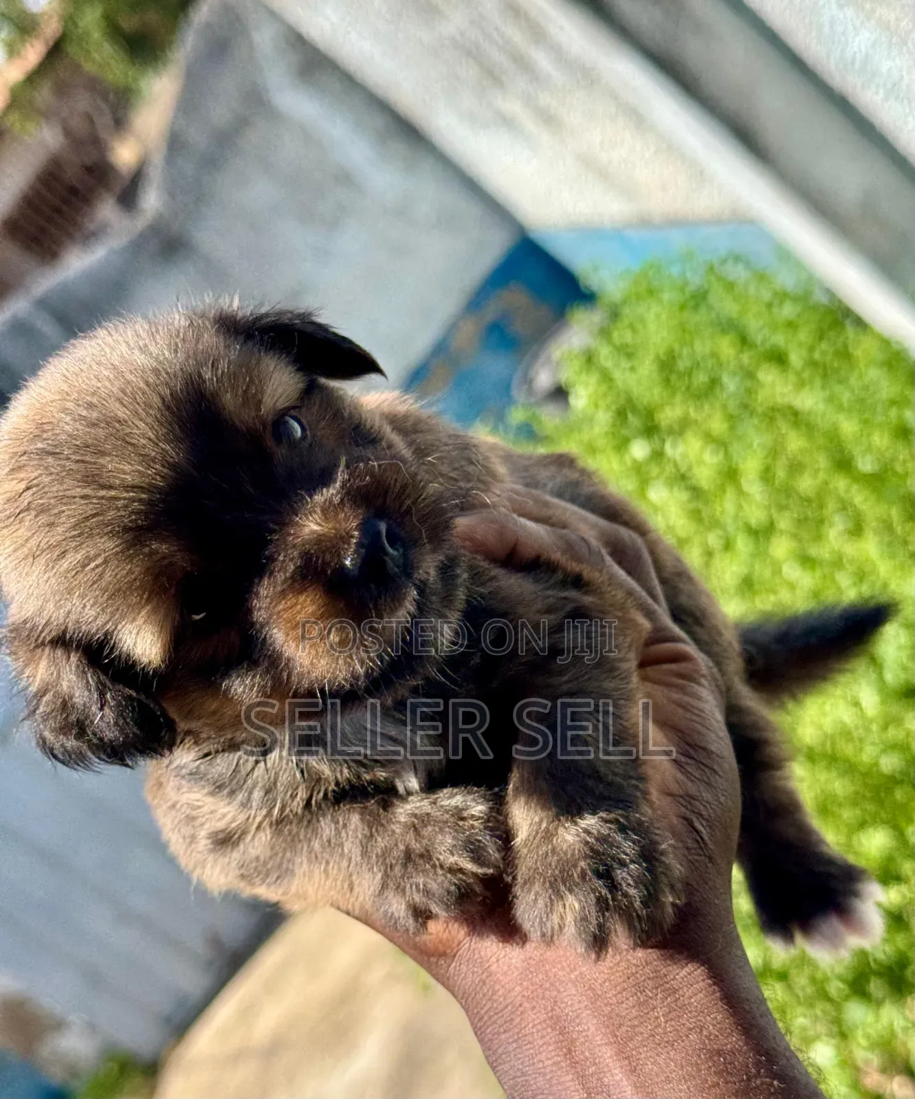 0-1 month Male Mixed Breed Poodle