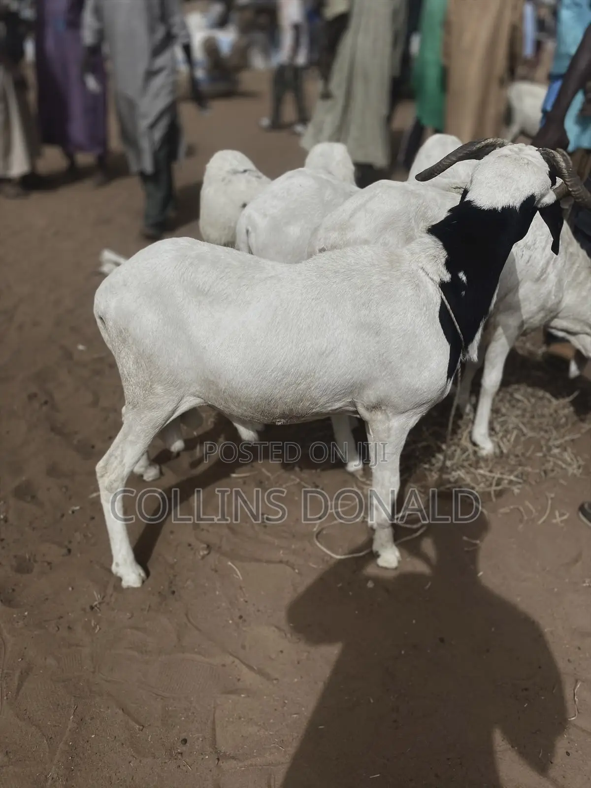 I Sell Animals Such as Goats, Cattle and Sheep