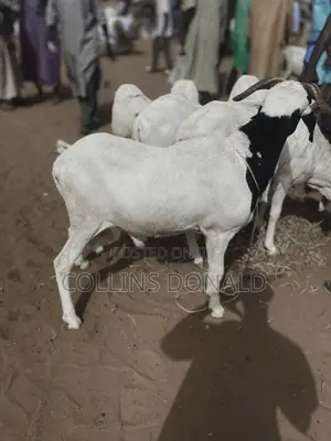 I Sell Animals Such as Goats, Cattle and Sheep