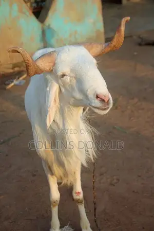 I Sell Animals Such as Goats, Cattle and Sheep