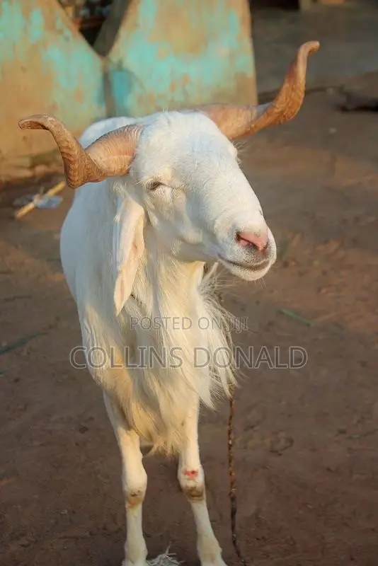 I Sell Animals Such as Goats, Cattle and Sheep