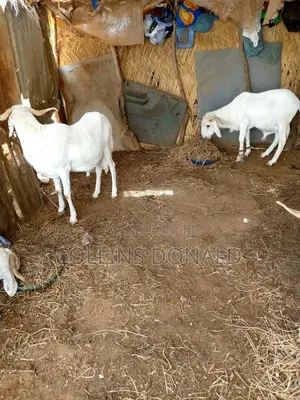 I Sell Animals Such as Goats, Cattle and Sheep