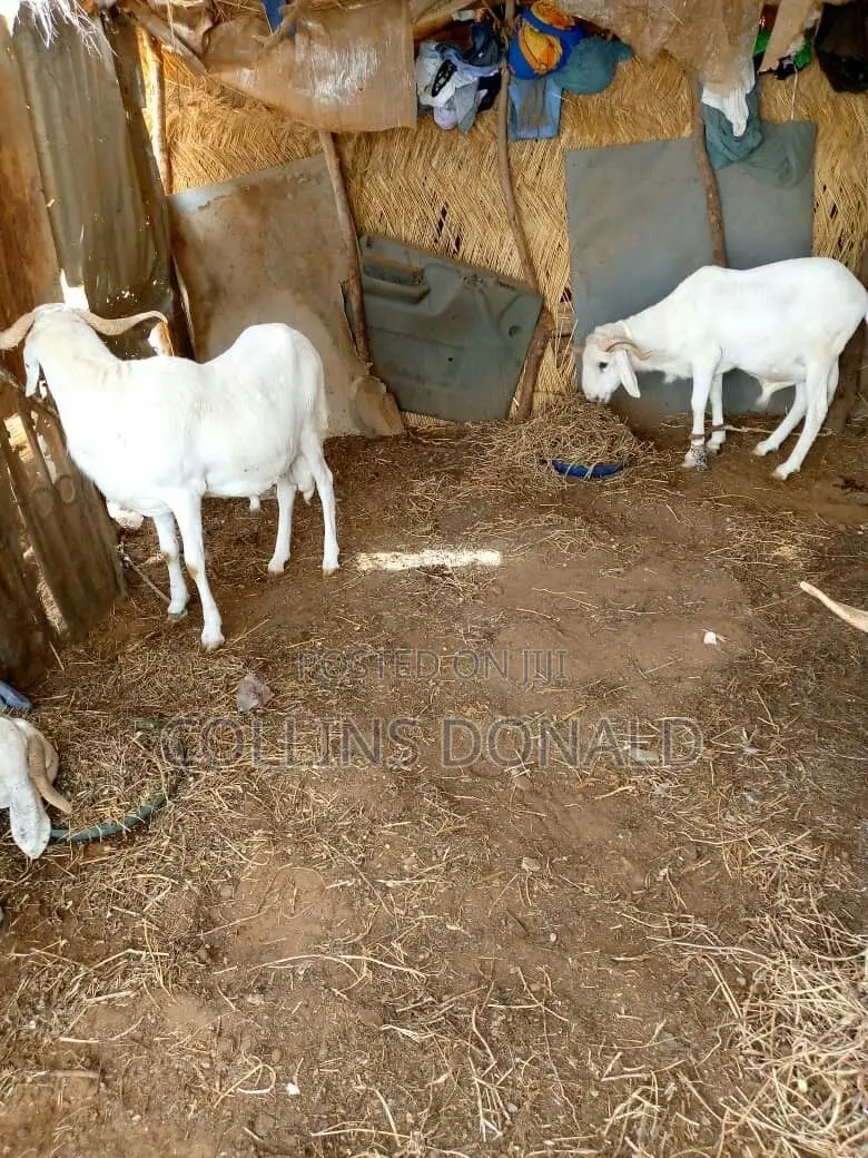 I Sell Animals Such as Goats, Cattle and Sheep