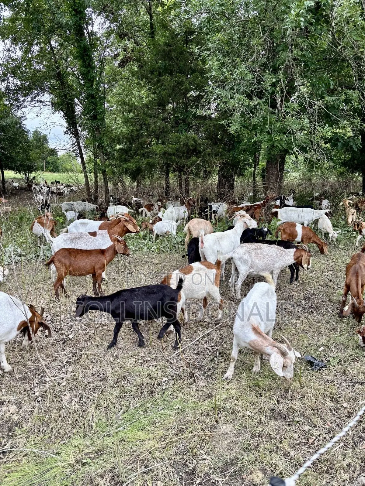 I Sell Animals Such as Goats, Cattle and Sheep