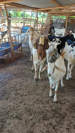 I Sell Animals Such as Goats, Cattle and Sheep