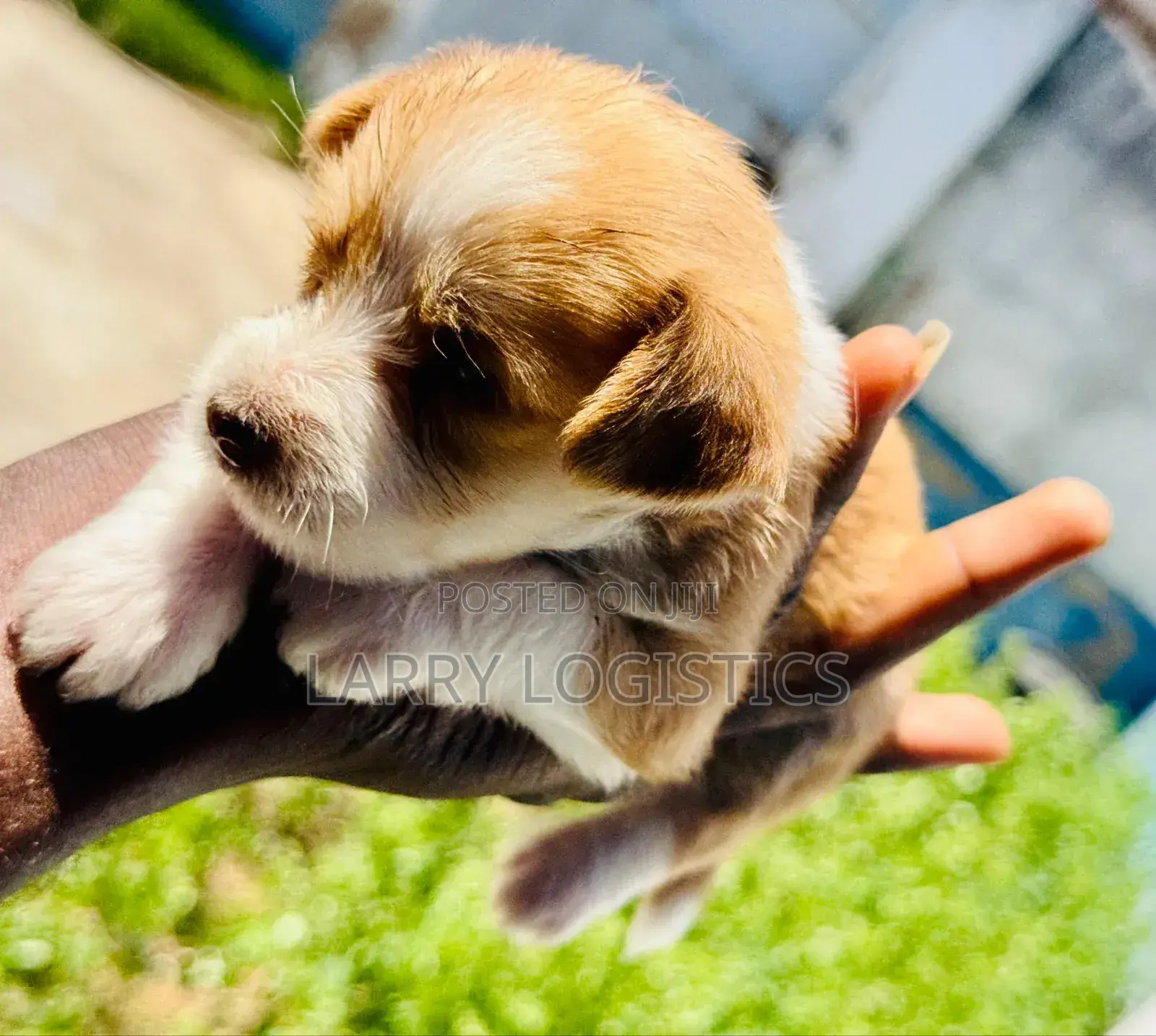 0-1 month Female Mixed Breed Poodle
