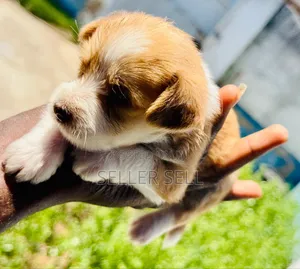 0-1 month Female Mixed Breed Poodle